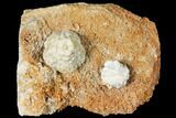 Fossil Crinoid (Uperocrinus & Eretmocrinus) Calyxes - Missouri #130279-2
